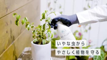 MY PLANTS『虫からやさしく守るミスト』のバナー